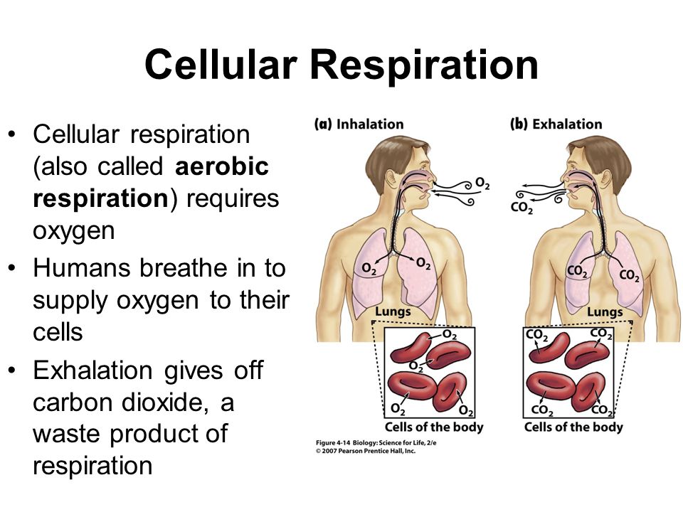 Cyanobacteria oxygen and aerobic respiration